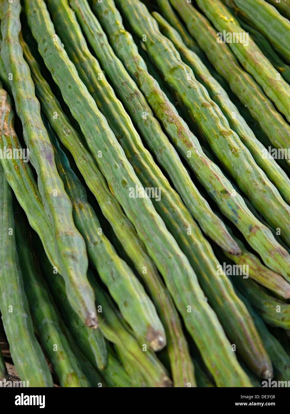 Drumsticks, Moringa oleifera syn M pterygosperma F Moringacea Stock