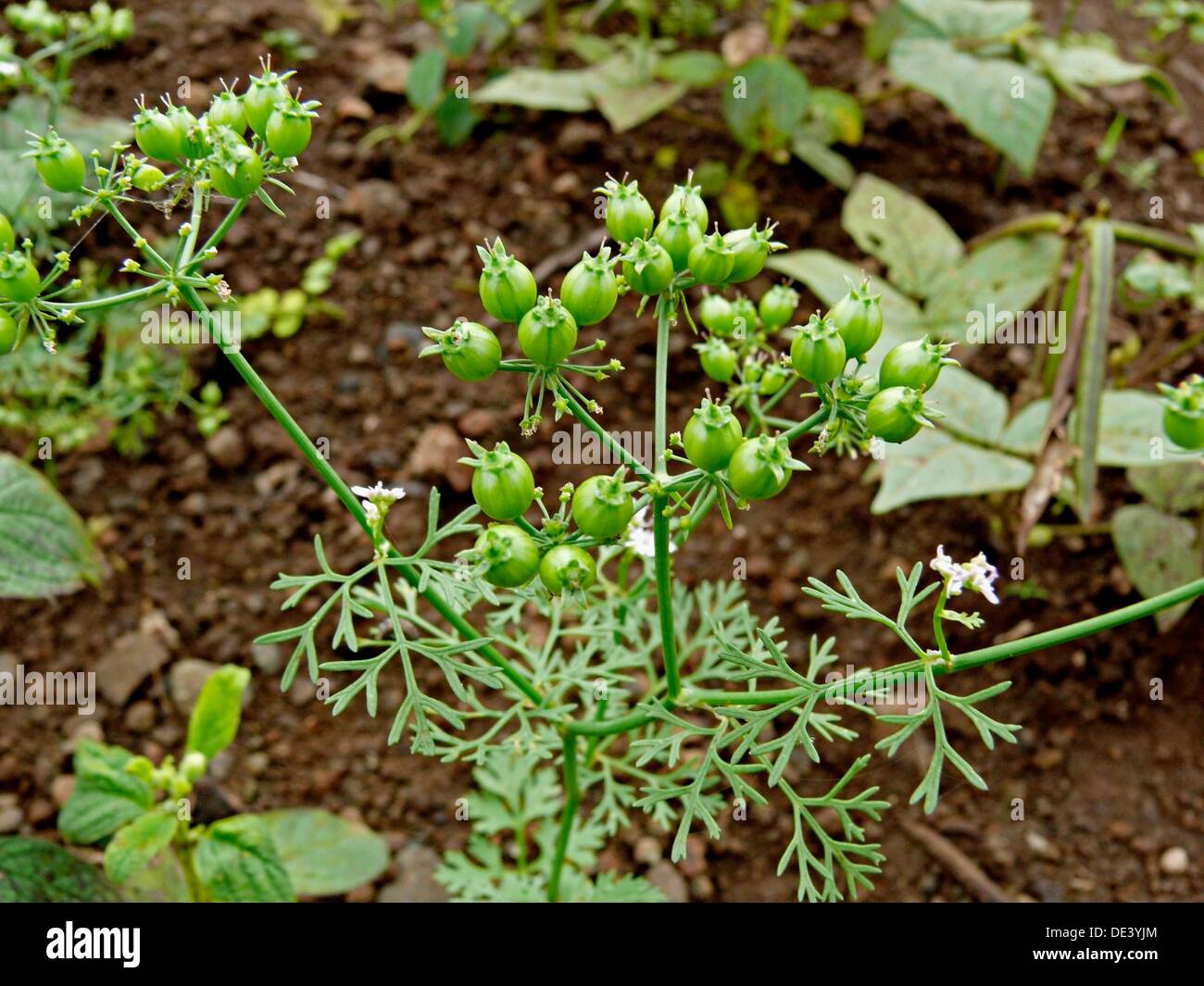 Coriander coriandrum sativum coriander fruits hires stock photography