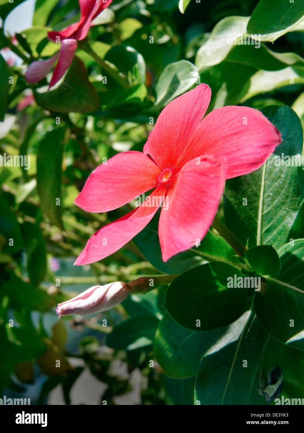 Vinca Rosea, Periwinkles, Madagascar Periwinkles Stock Photo Alamy