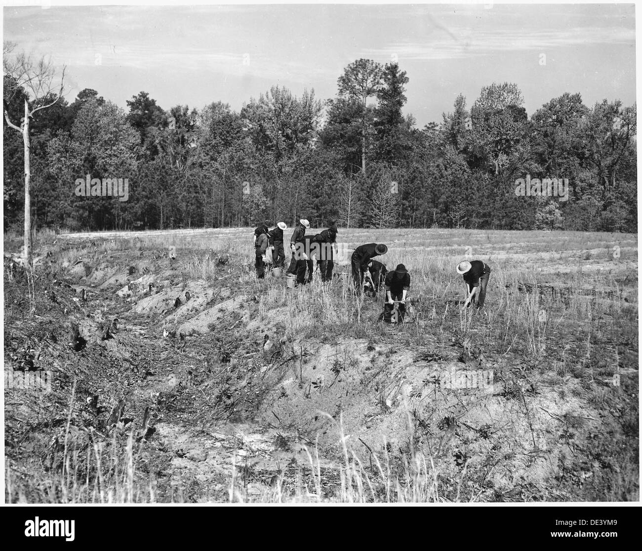 Newberry County, South Carolina. CCC enrollees planting kudzu on gully