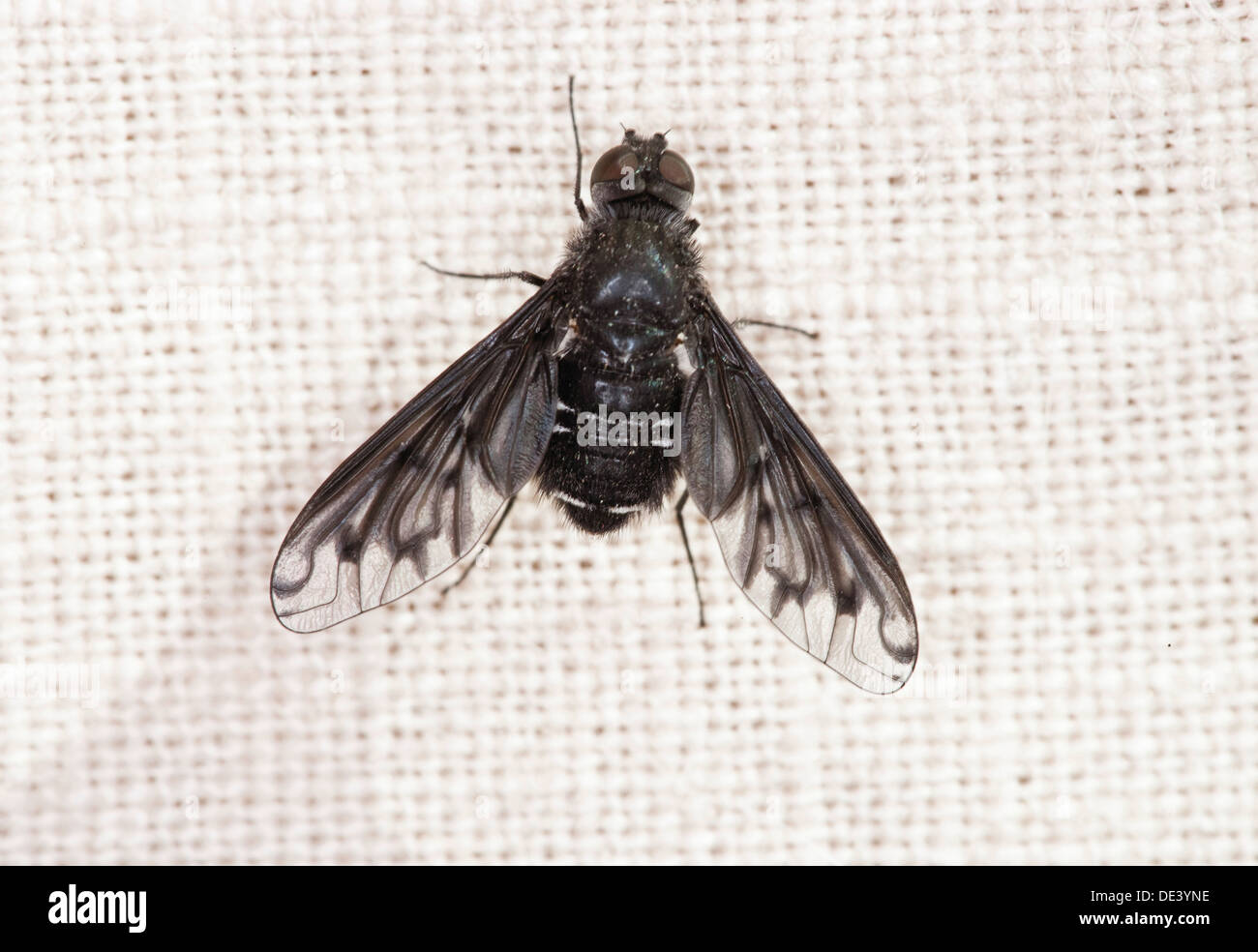 Bee Fly (Hemipenthes morio) on fabric Stock Photo