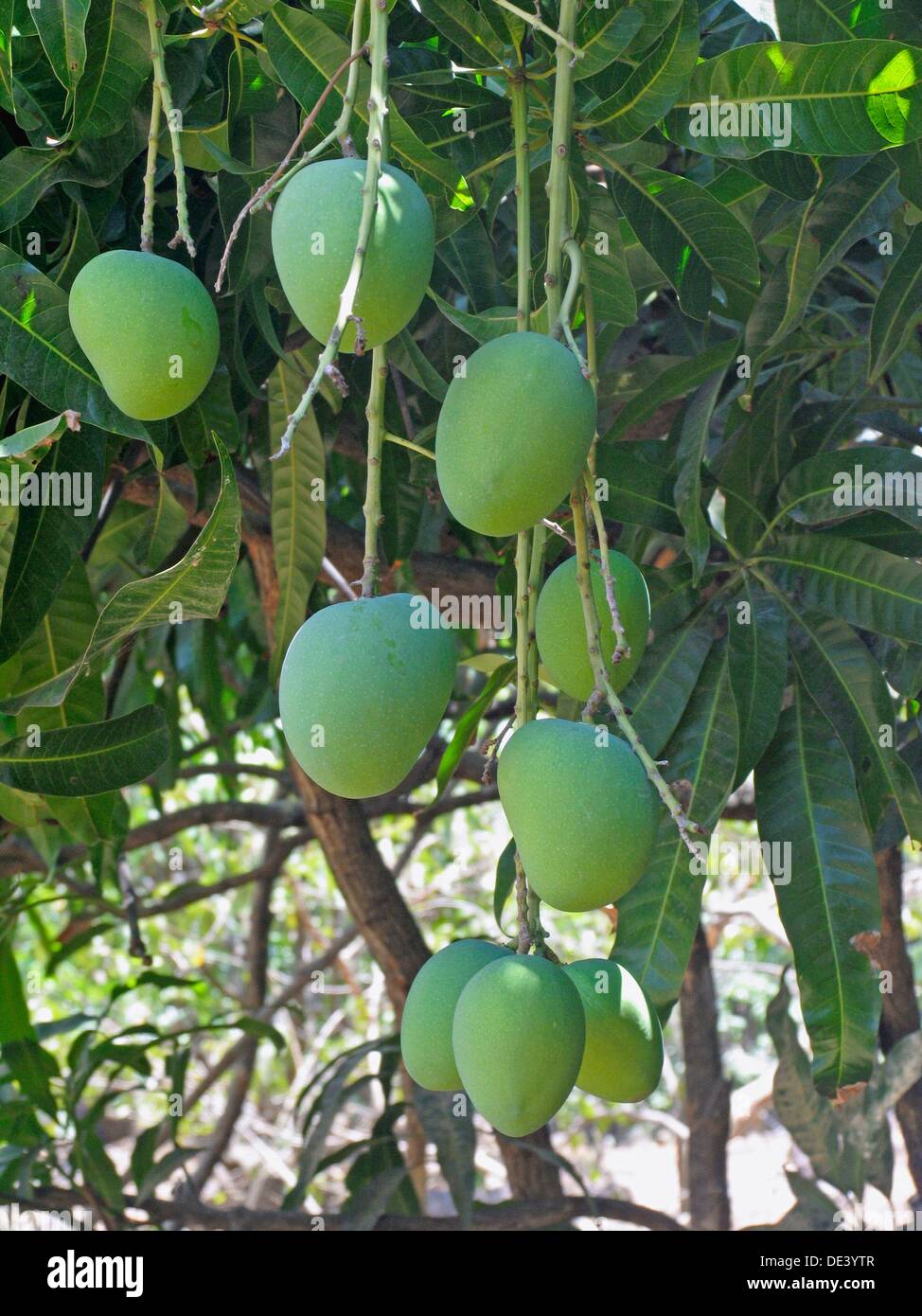 Alphonso Mangoes Mangifera Indica L Anacardiaceae Are Hanging On A Tree Stock Photo Alamy