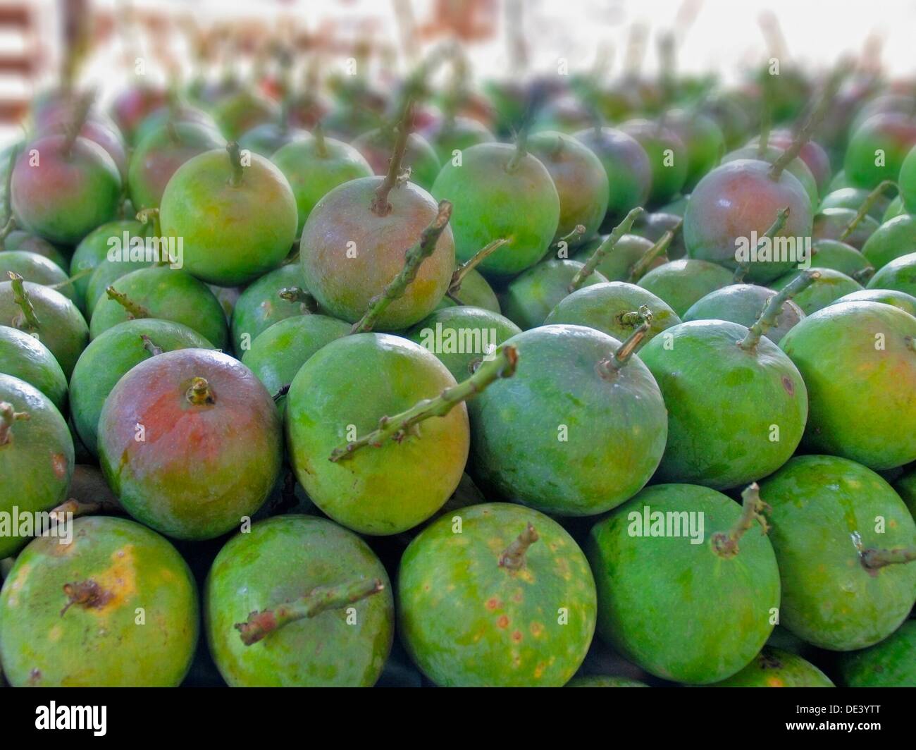 Mangga katak