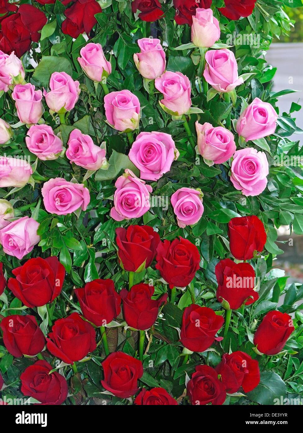 Pink and Red Roses Stock Photo Alamy