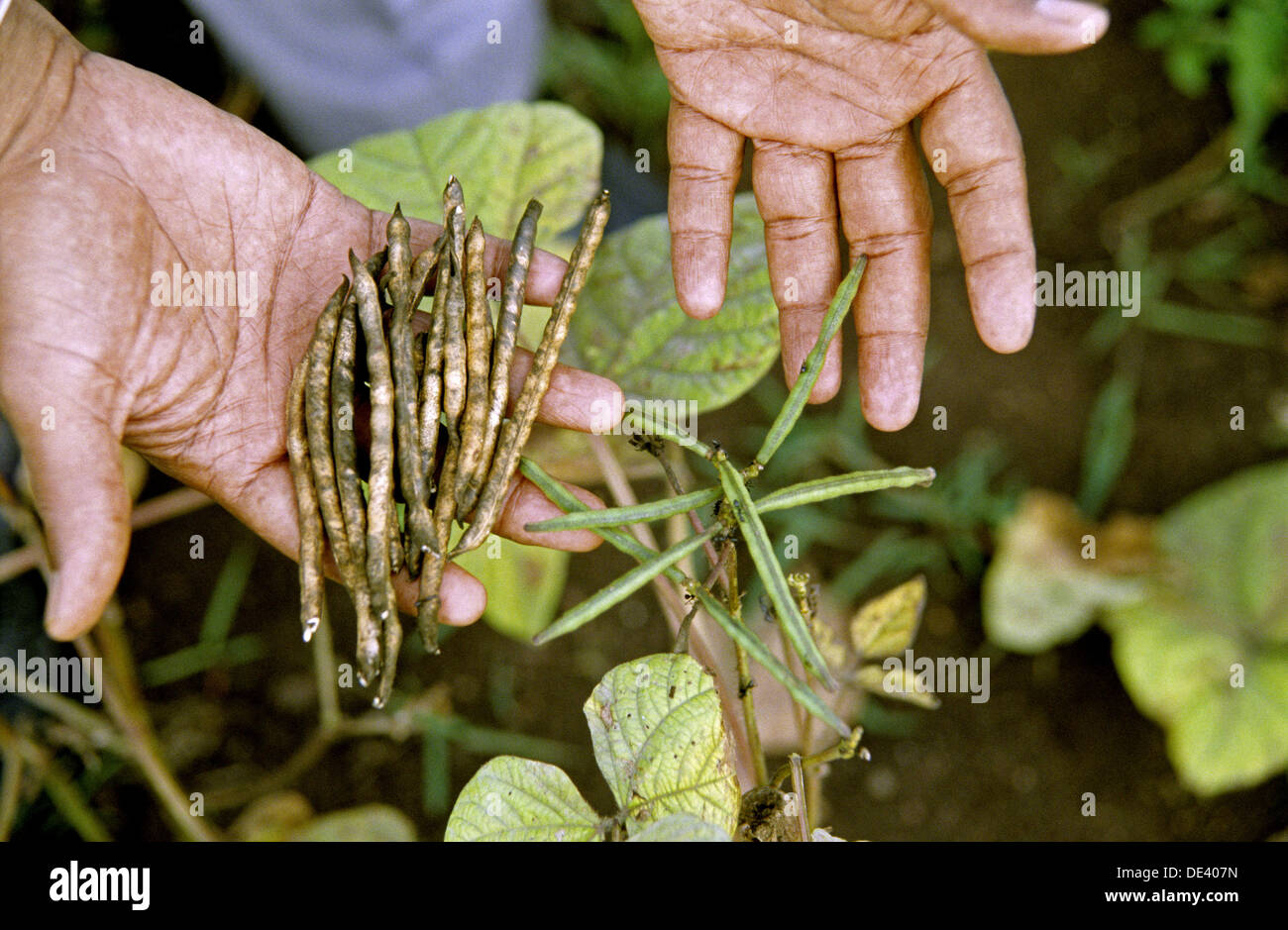 Farm of Black Eyed Peas (Cowpea). A type of legume that originated in