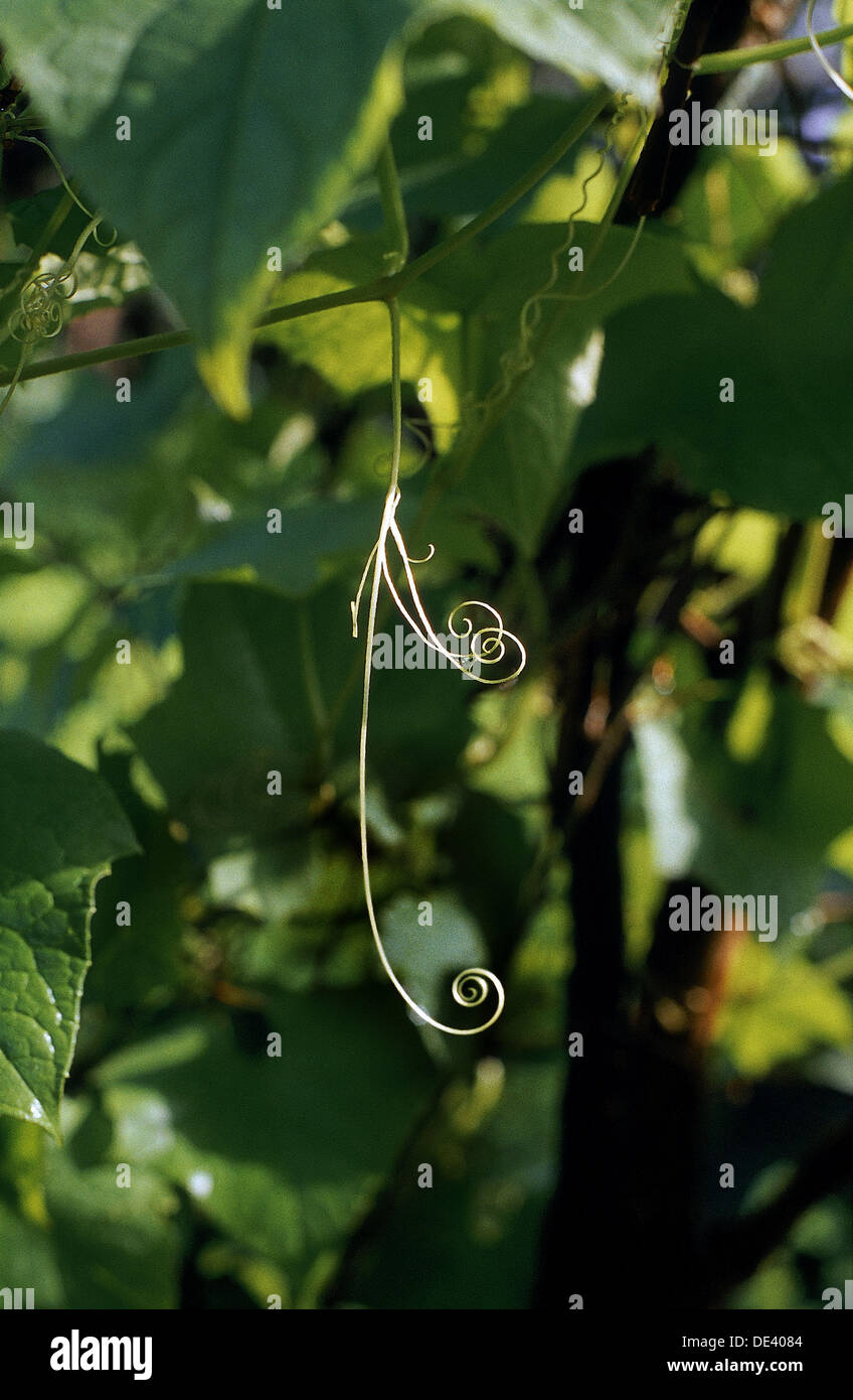 Cucumis sativus tendrils hi-res stock photography and images - Alamy