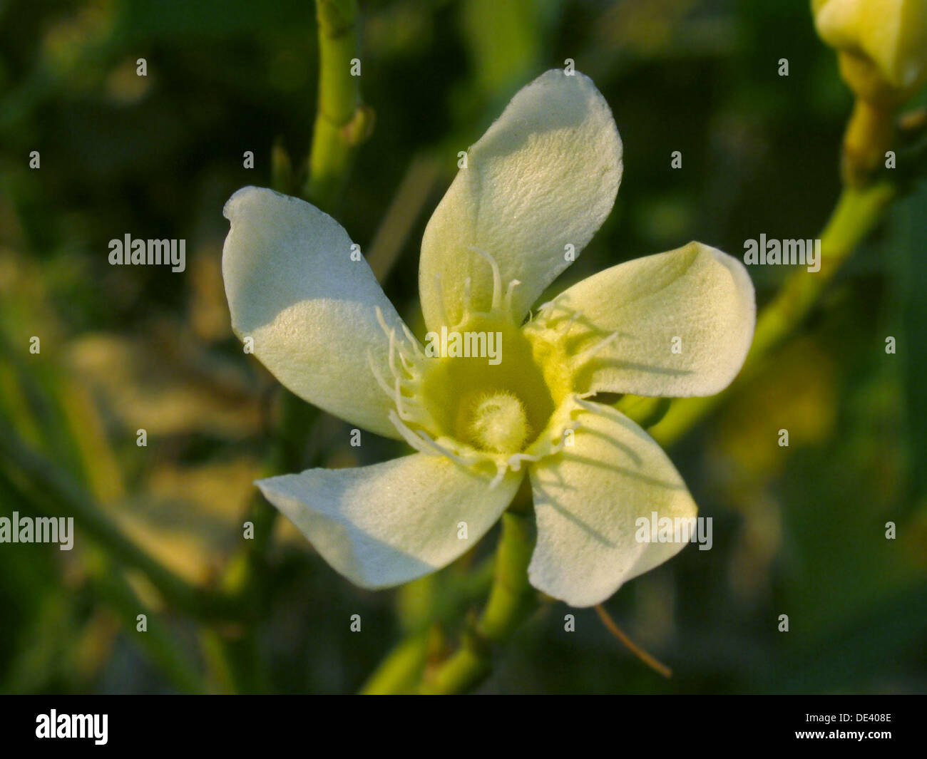 Nerium Oleander Calypso Standard (White) flower. Kaner flowers. Pune