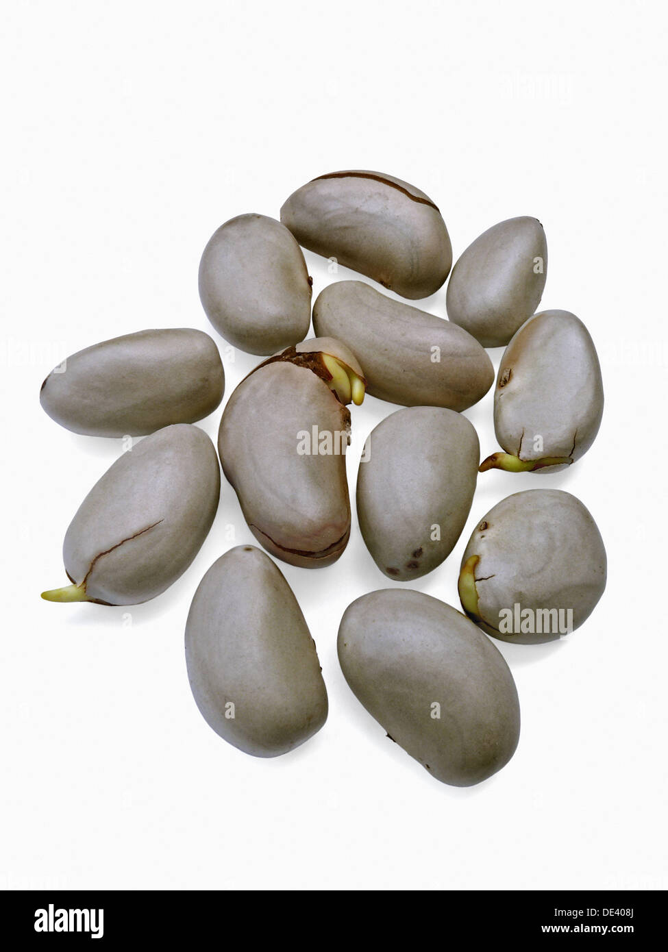 Jackfruit Seed Stock Photos & Jackfruit Seed Stock Images Alamy