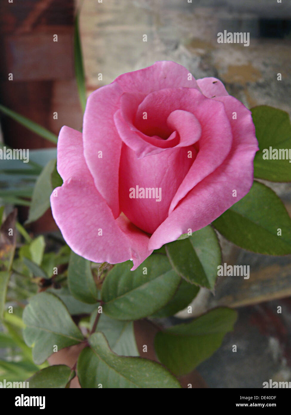 Pink Hybrid Tea Rose. Scientific Name Rosa. Light Requirements Full