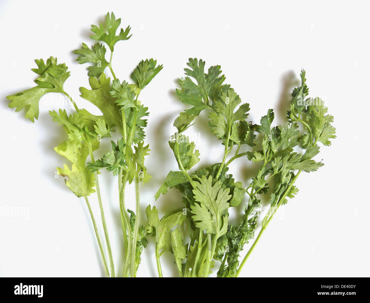 Coriander, hara dhania (leaves). Coriandrum sativum, is native to the