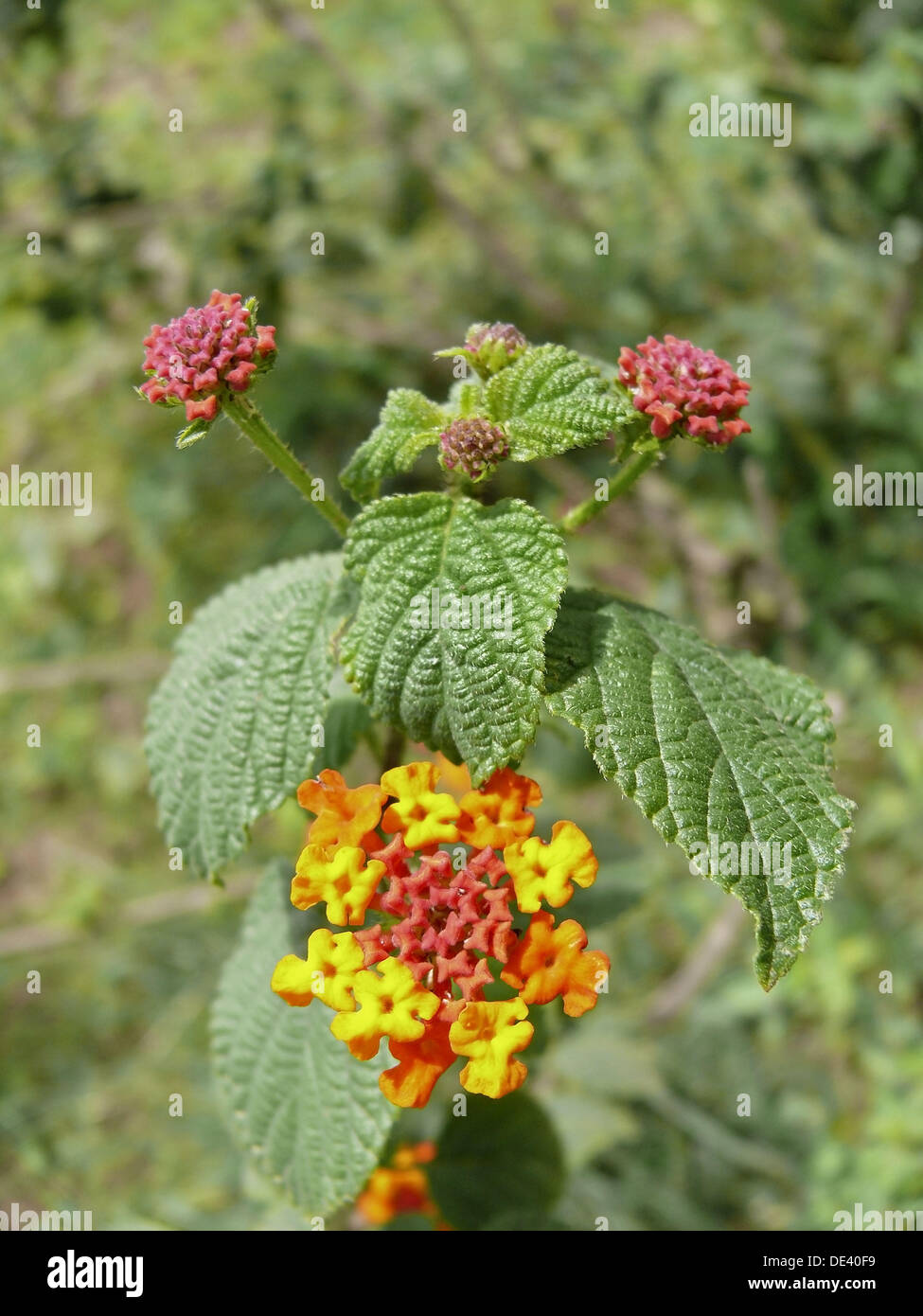Lantana camara, Feston Rose, Common Lantana, Lantana camara