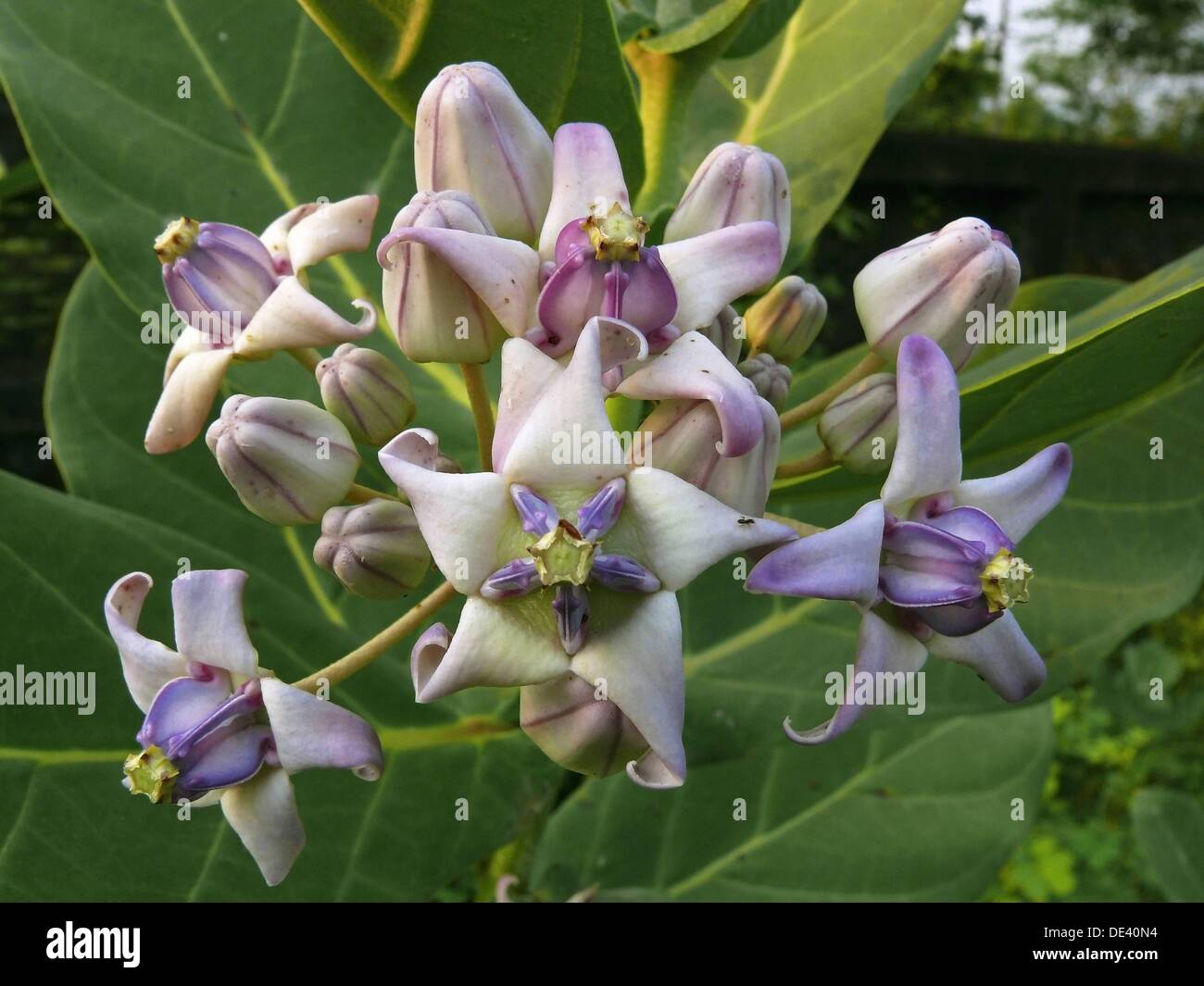 Flowers of the Giant milkweed Stock Photo Alamy