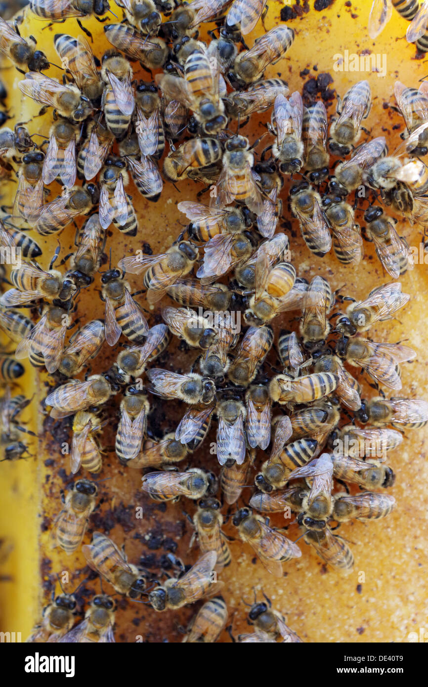 Castel Giorgio, Italy, honey bees sit on beeswax Stock Photo