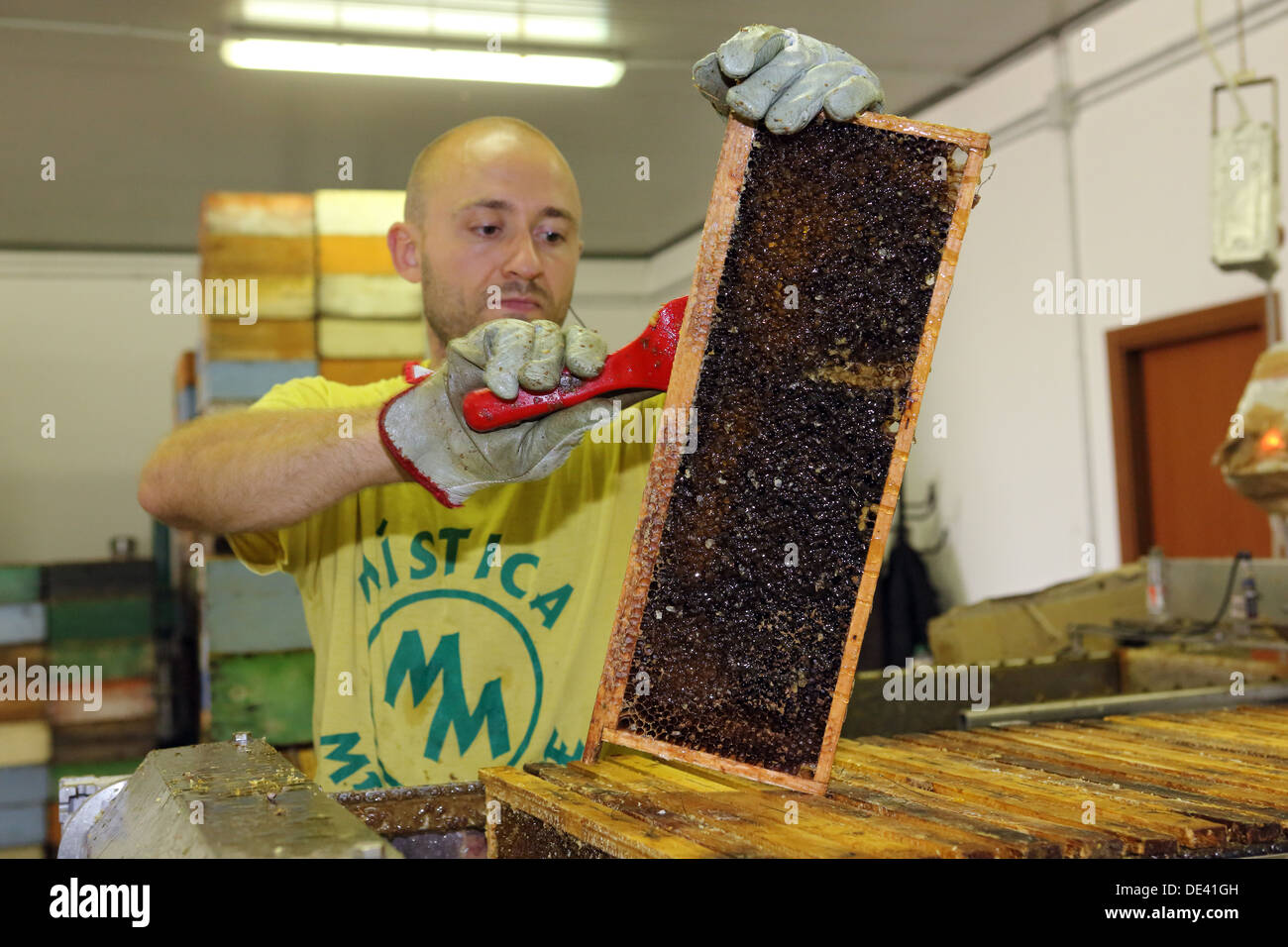 Castel Giorgio, Italy, Beekeeper removes the wax cover a honeycomb Stock Photo