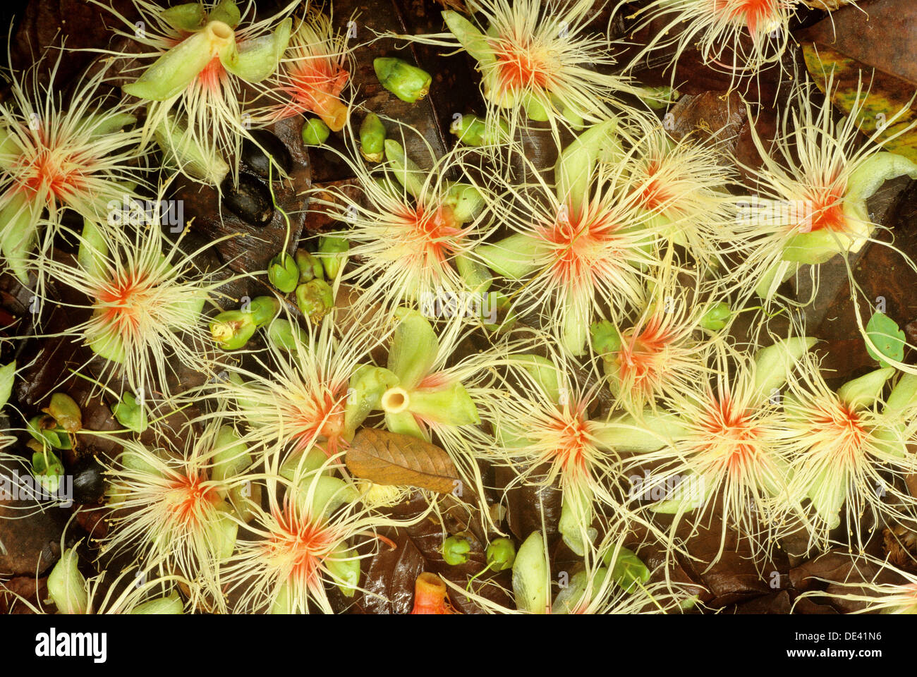 Tropical rainforest floor hires stock photography and images Alamy