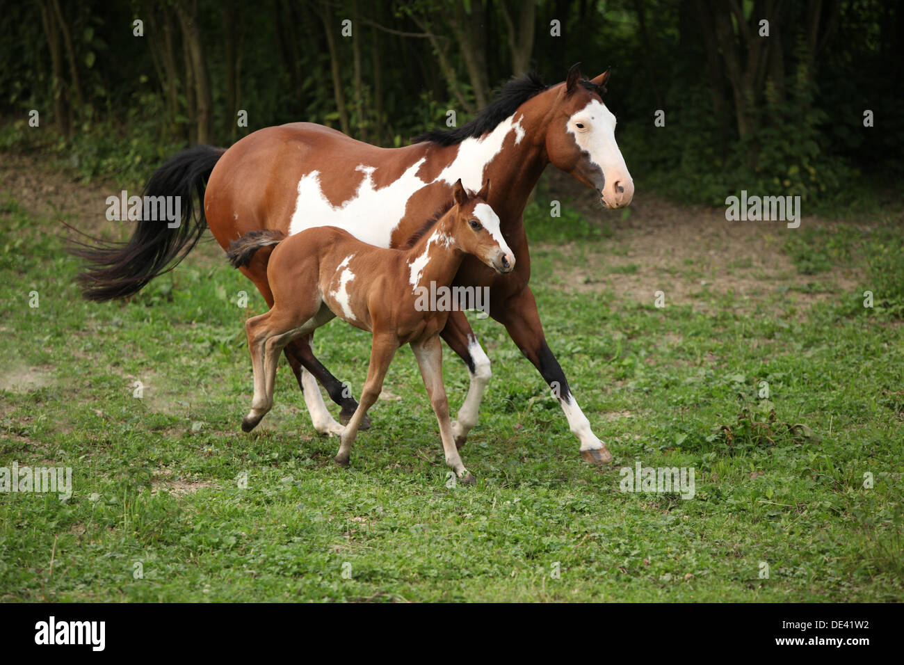 Chestnut paint hires stock photography and images Alamy