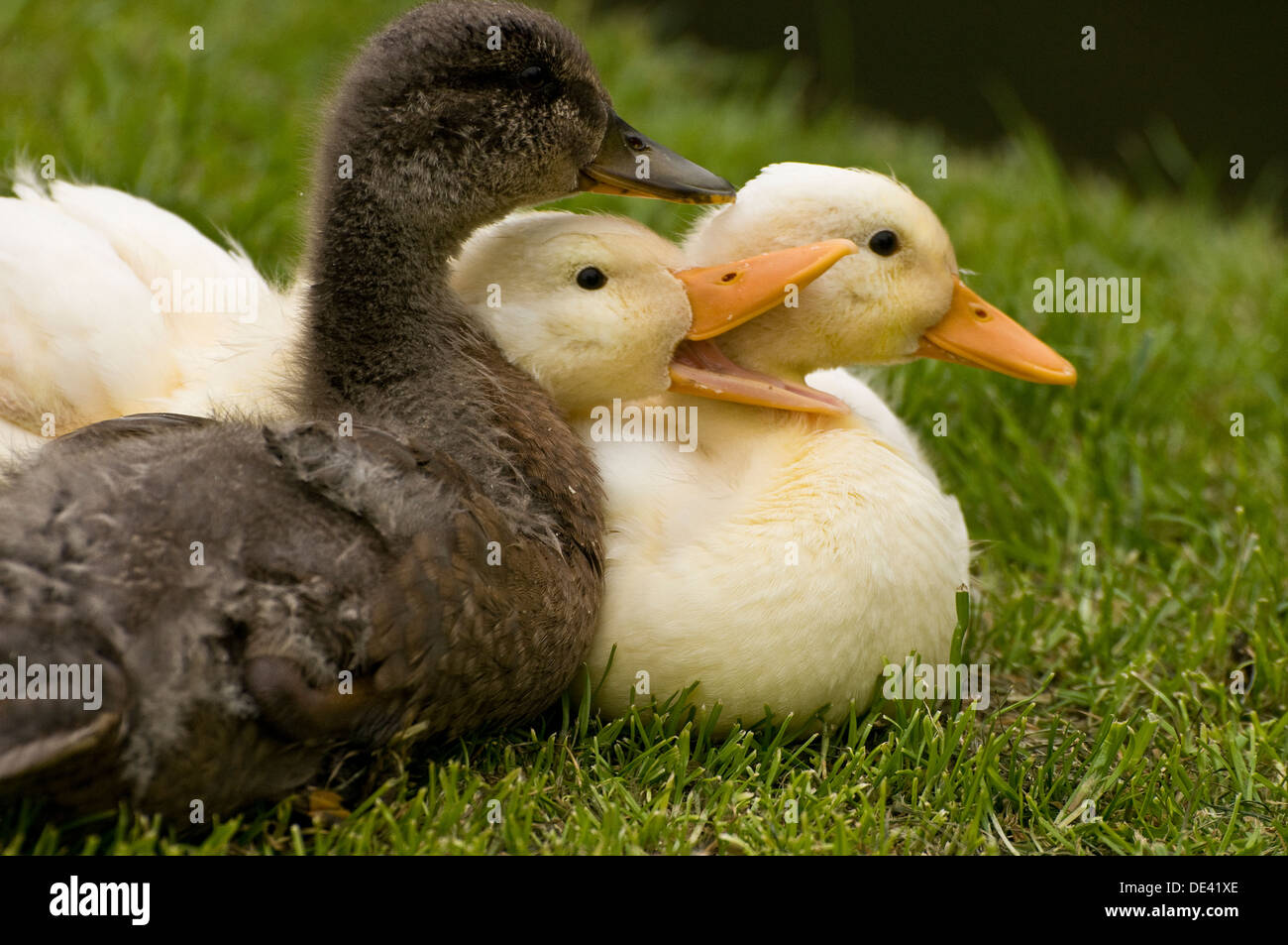 Young Ducks Stock Photo