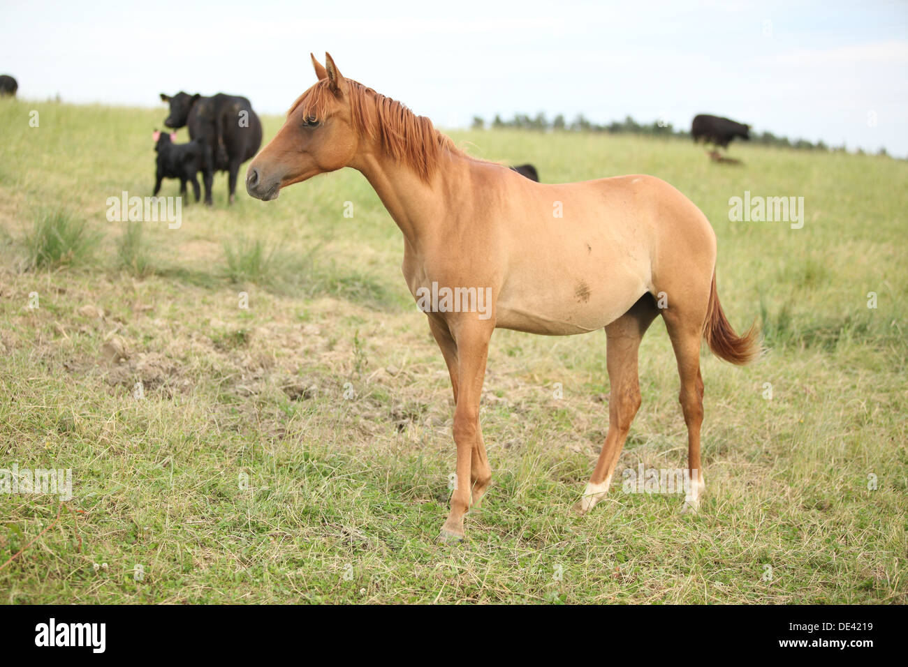 Young chestnut horse on pasturage Stock Photo