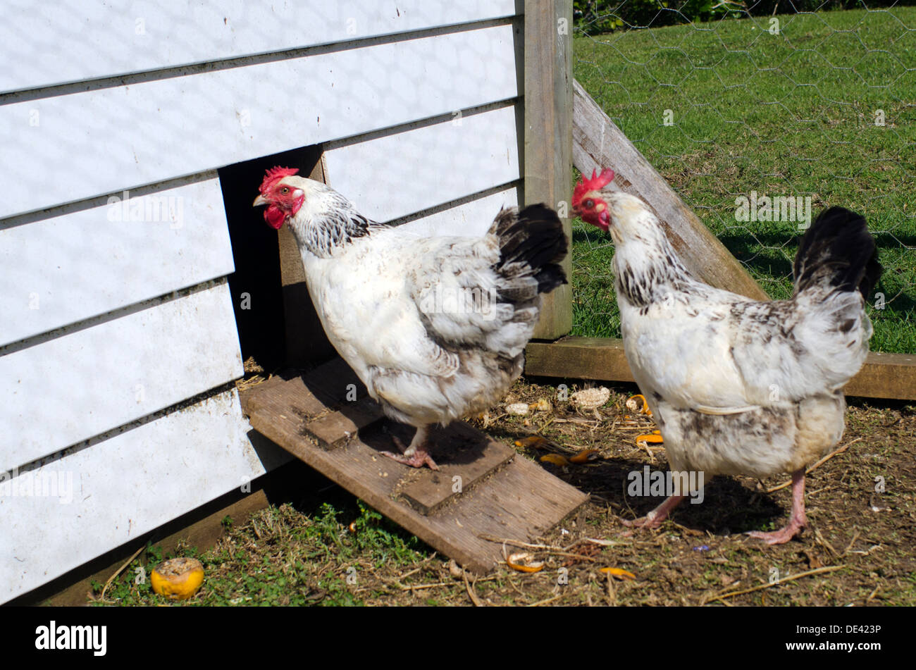 Laying Hens Stock Photos & Laying Hens Stock Images Alamy