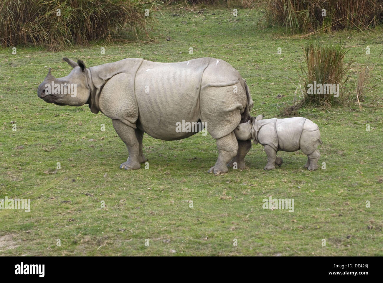 Indian One-horned Rhino (Rhinoceros unicornis), Assam, India Stock Photo