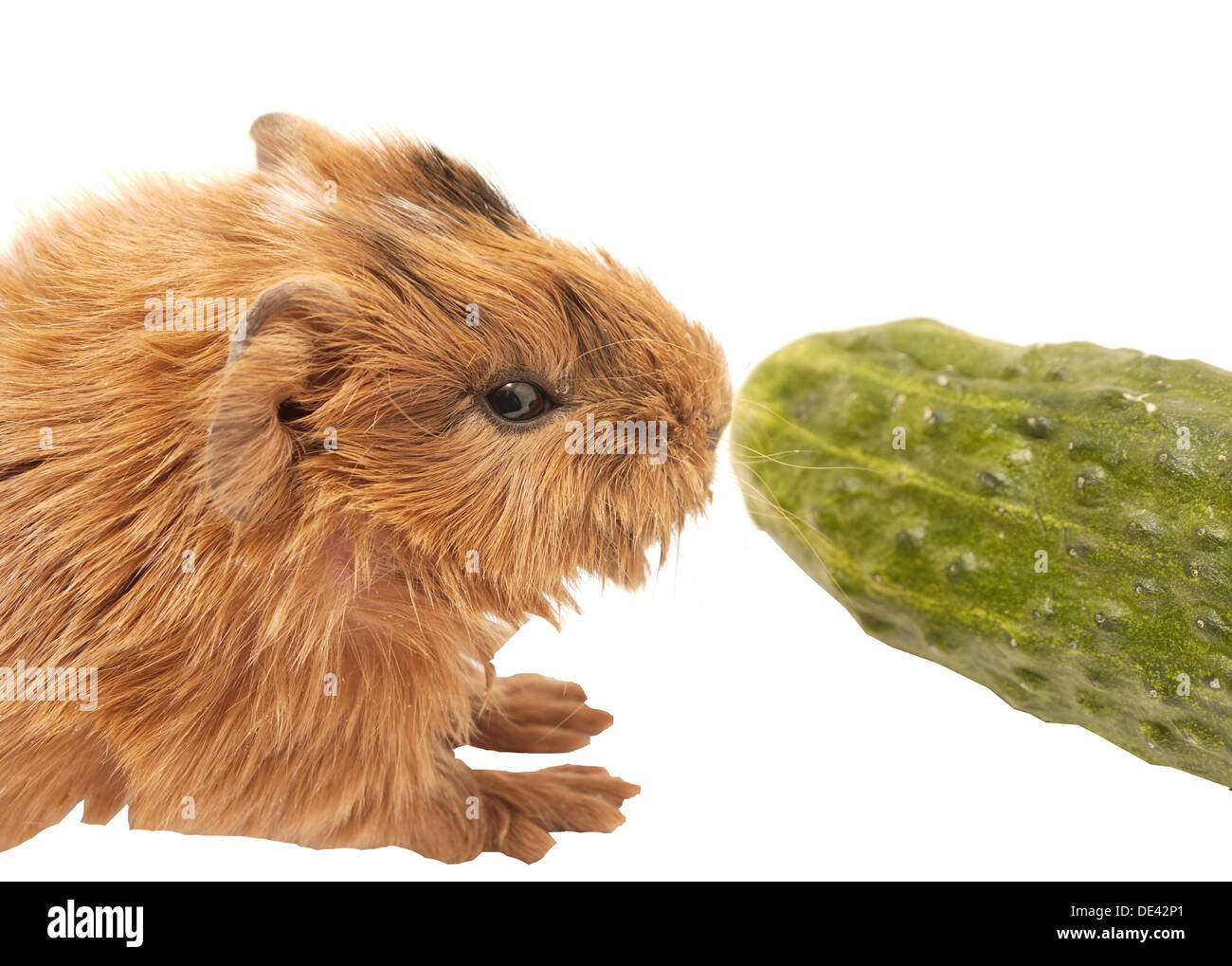 Baby guinea pig with cucumber Stock Photo