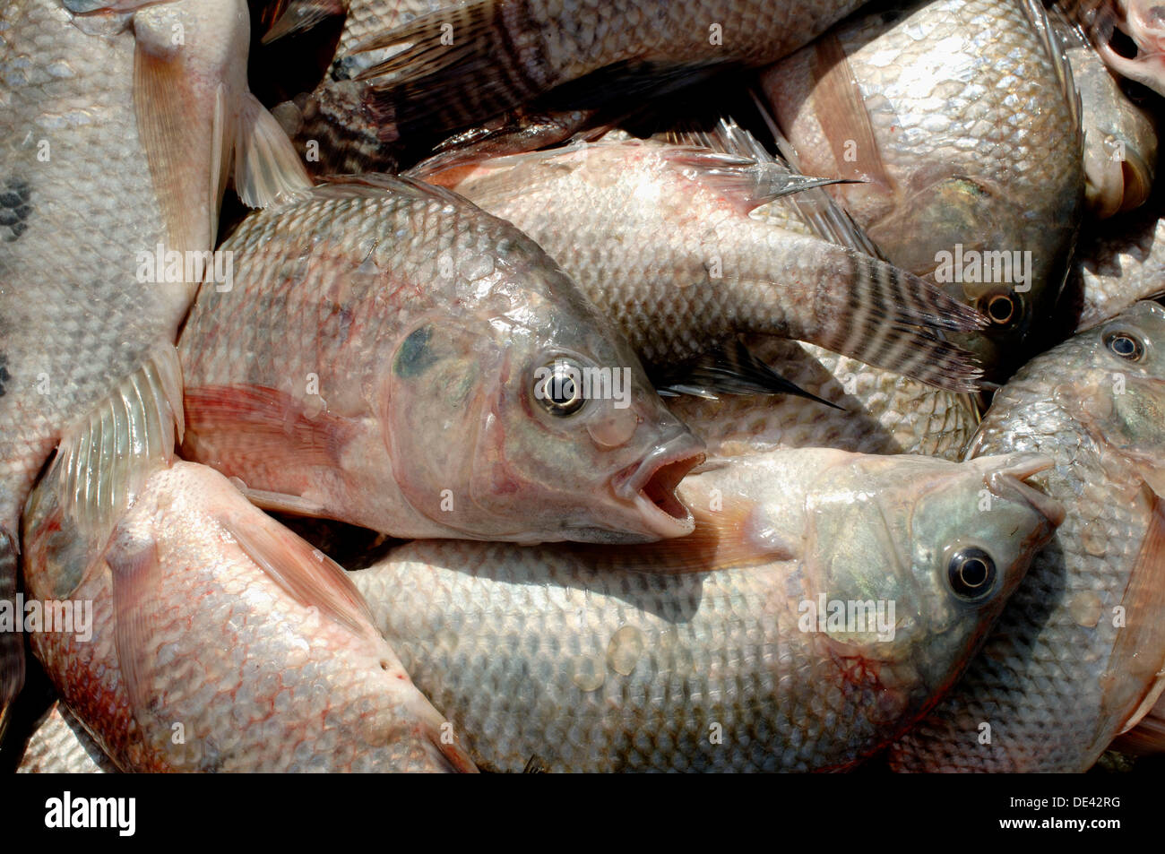Blue tilapia (Oreochromis Aureus)./ Mojarra o tilapia azul. La Stock