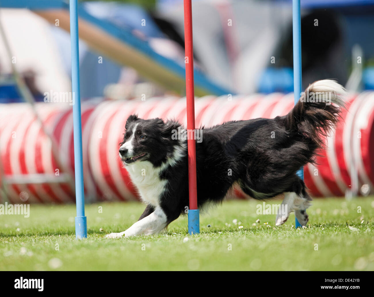 Border Collie Adult agility course demonstrating fast weave poles Stock