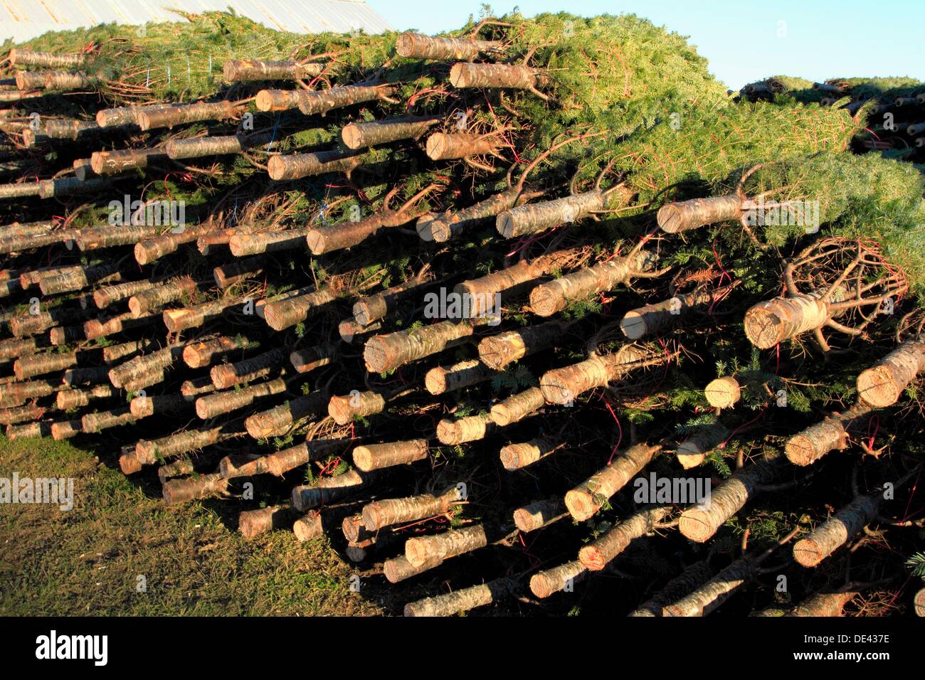 a pile of cultivated cut and wrapped Nova Scotia Christmas fir trees