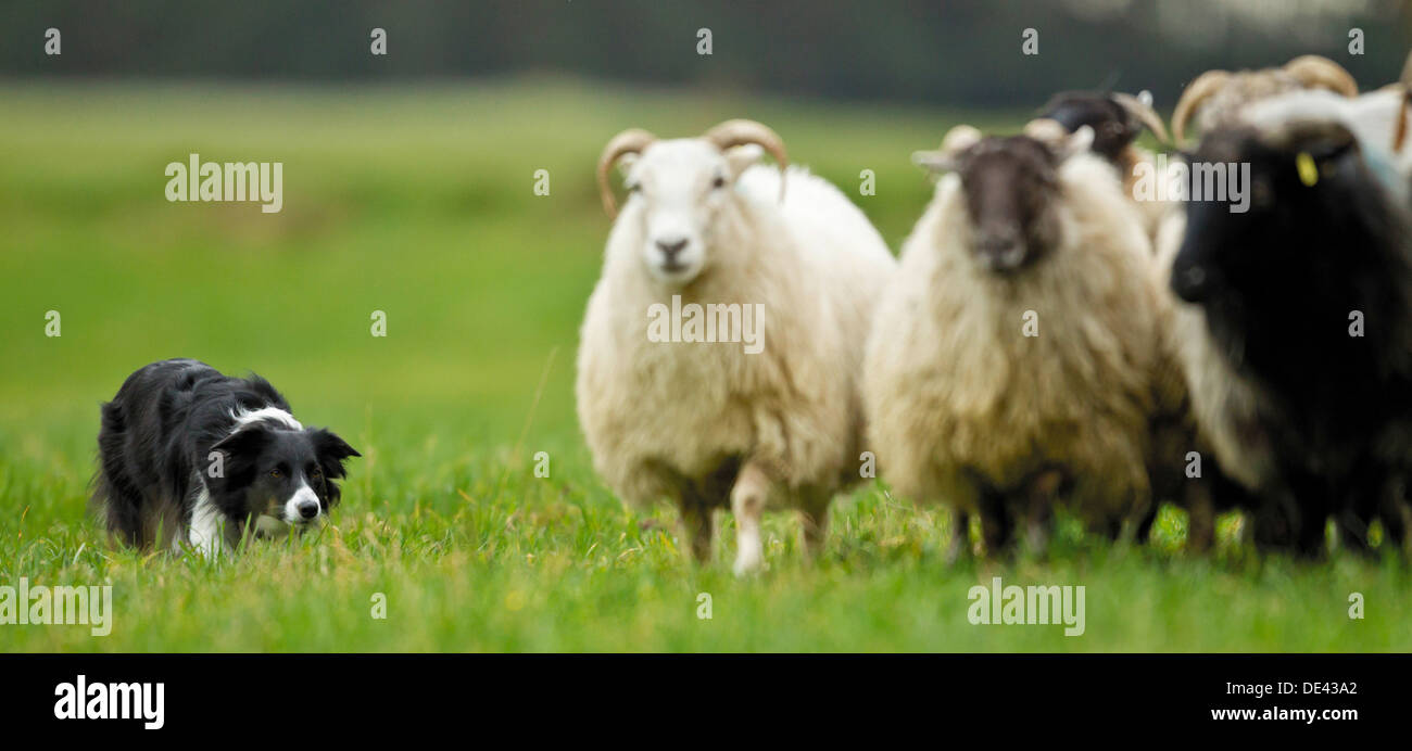 border collie herding sheep