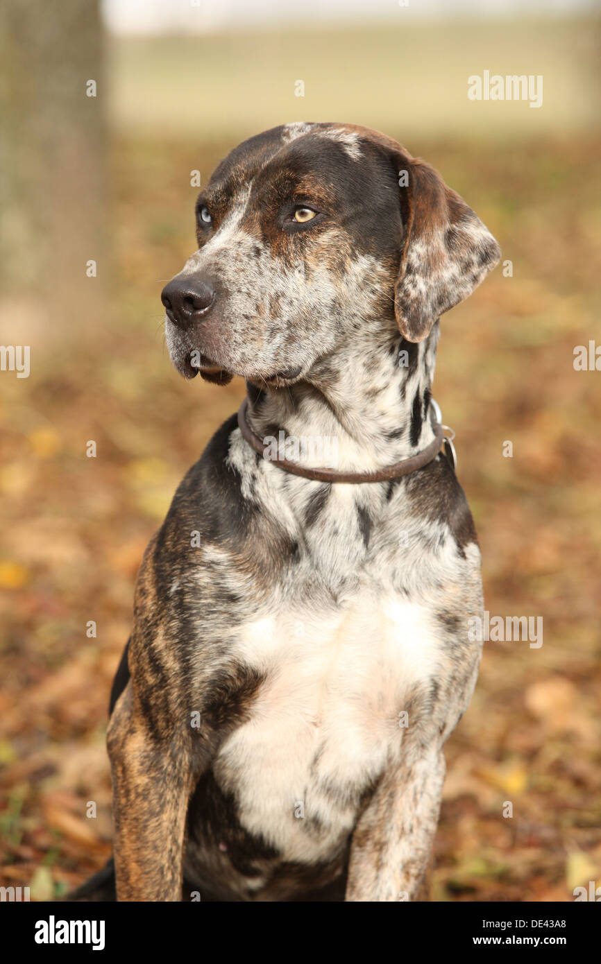 catahoula pointer