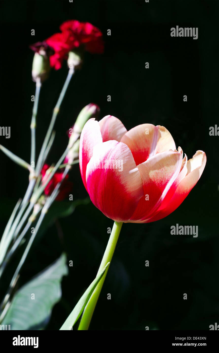 Tulips and carnations on black Stock Photo Alamy