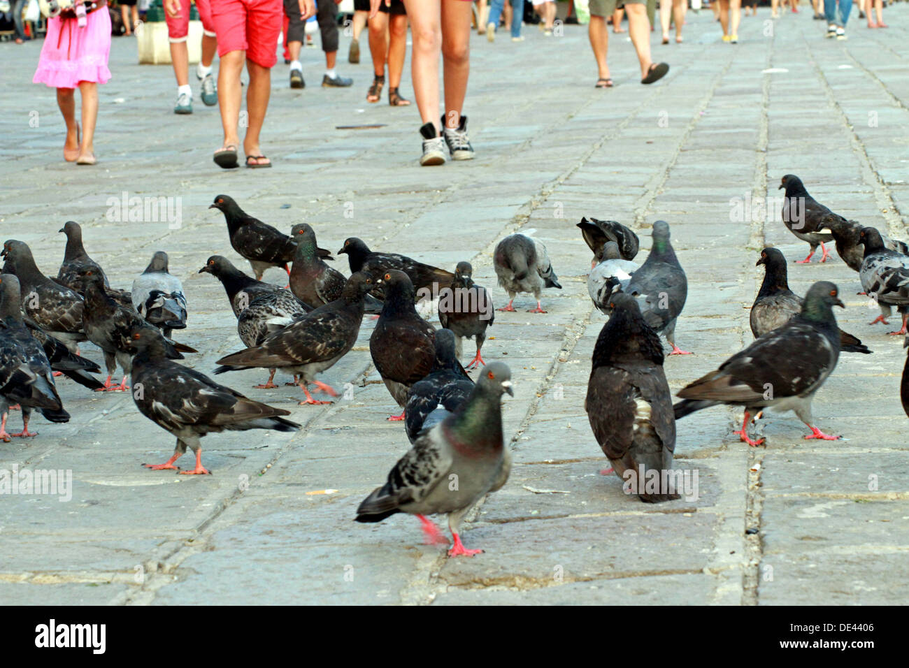 people's legs in the summer and many pigeons and doves in the Italian piazza Stock Photo