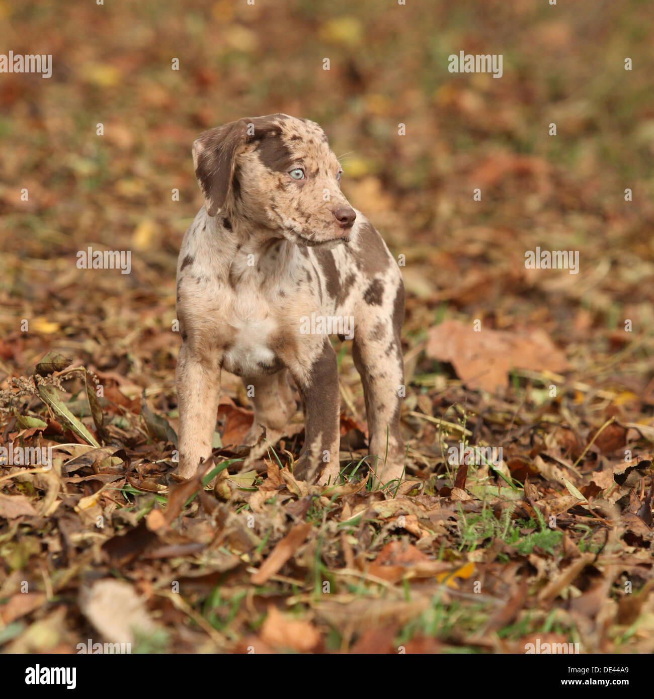 Louisiana Catahoula puppy in autumn Stock Photo Alamy