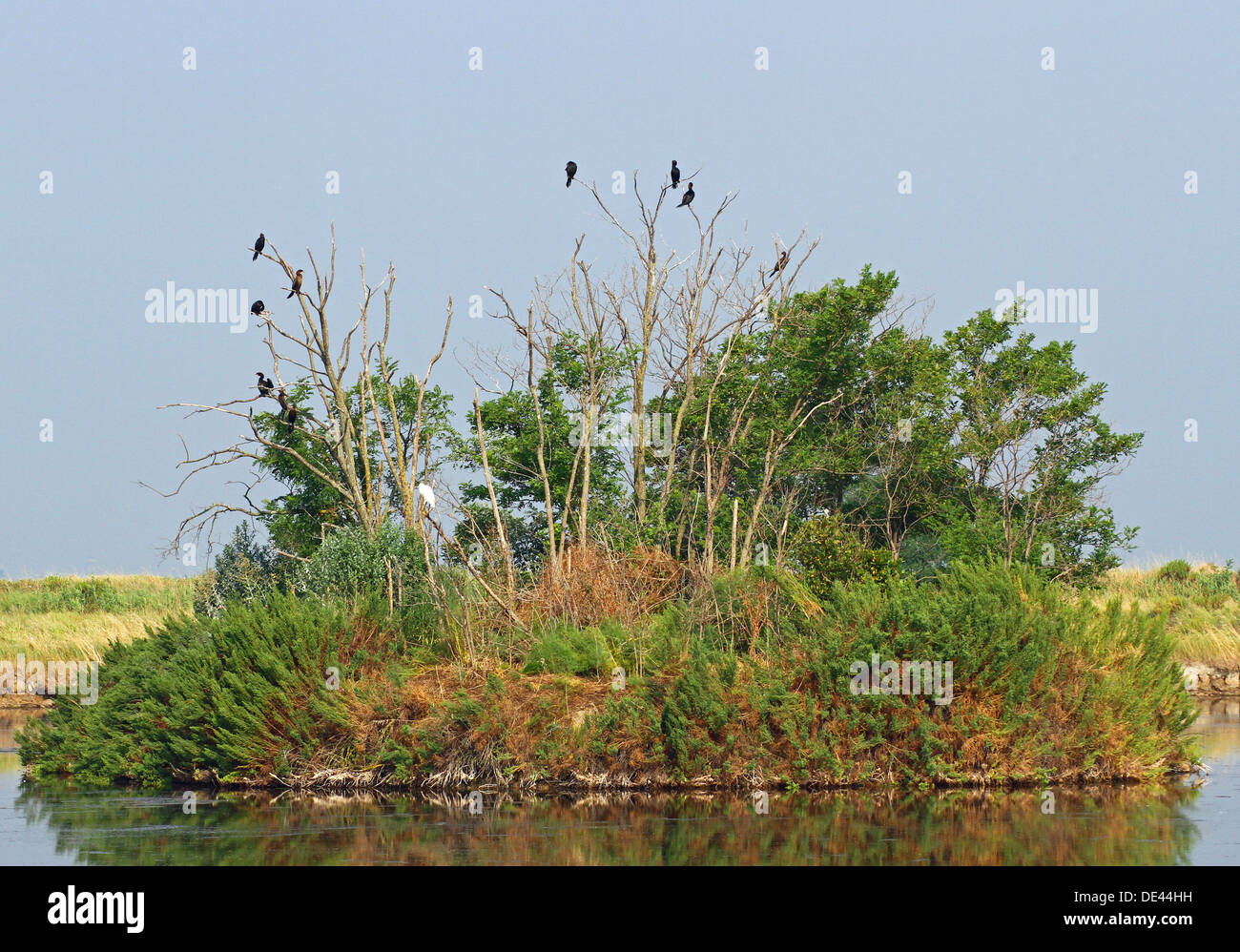 black vultures and crows in the uninhabited island as an ancient omen of death 2 Stock Photo