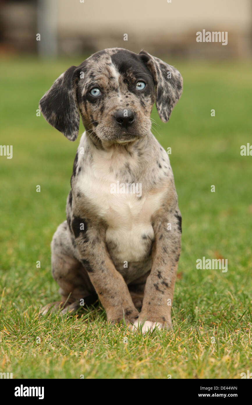 Sitting Louisiana Catahoula Leopard Dog High Resolution Stock Photography  and Images - Alamy
