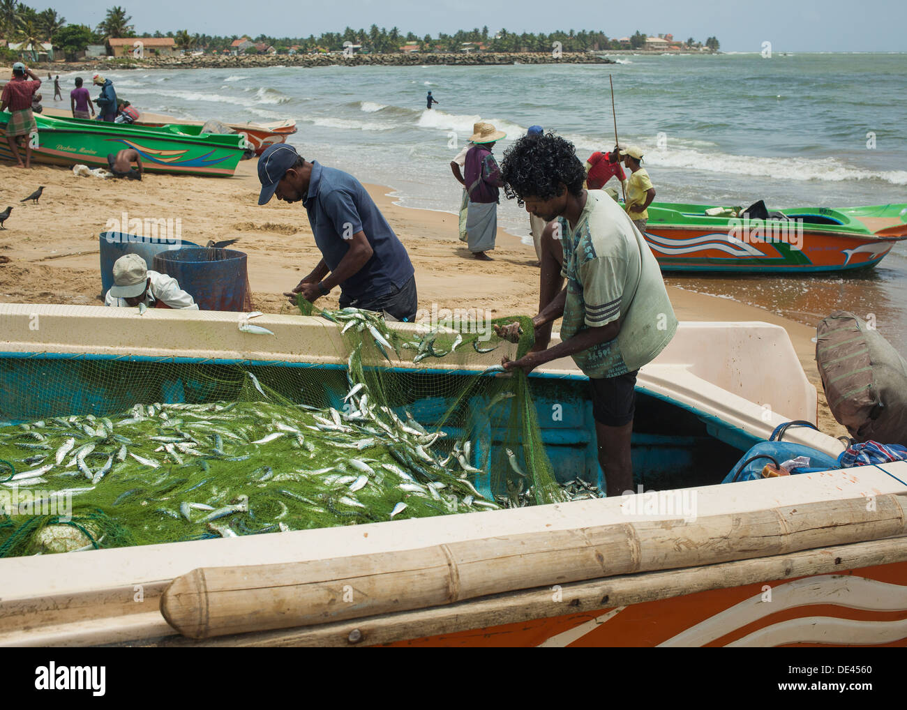 Fishermen remove fish from fishing nets at the beach Stock Photo Alamy