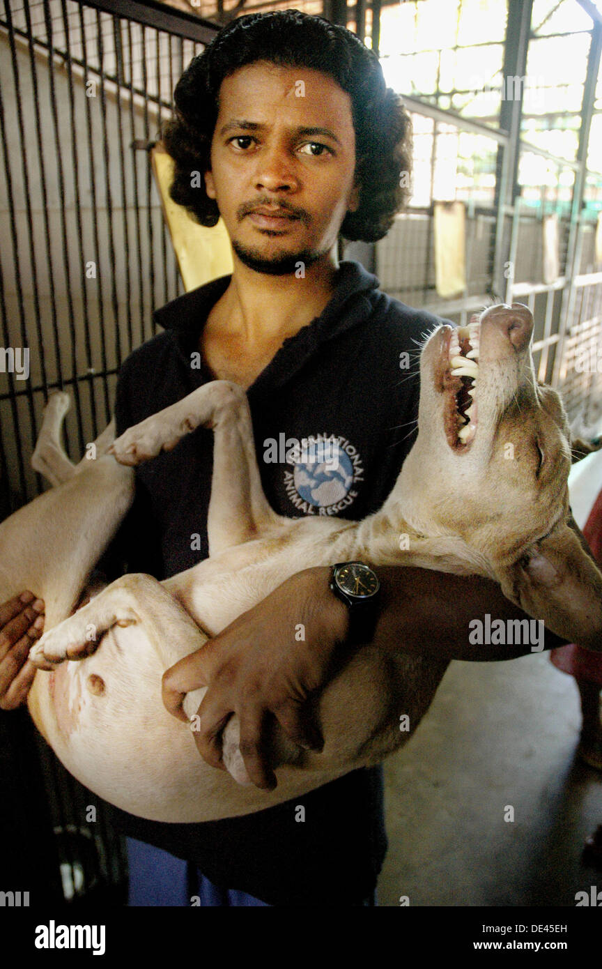 Assagao Goa India A Volunteer At The International Animal Rescue Putting A Dog In The Kennel S Cage After A Surgery Stock Photo Alamy
