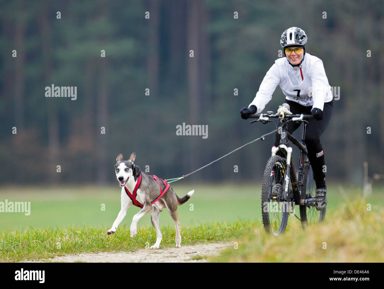 Alaskan Husky pulling cyclist bikejoering Stock Photo 60329086 Alamy