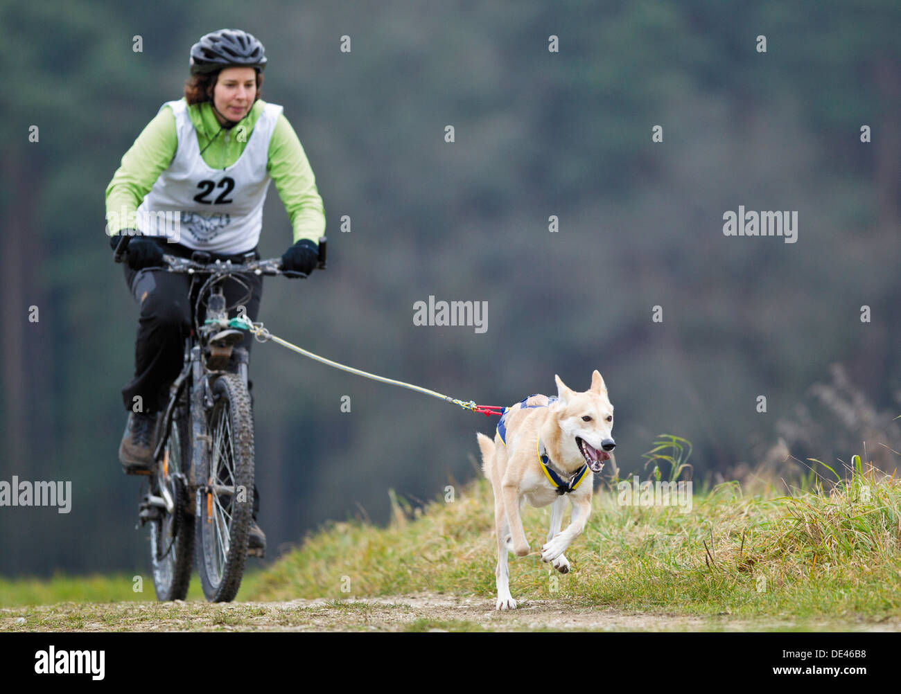 Bikejoring training hires stock photography and images Alamy
