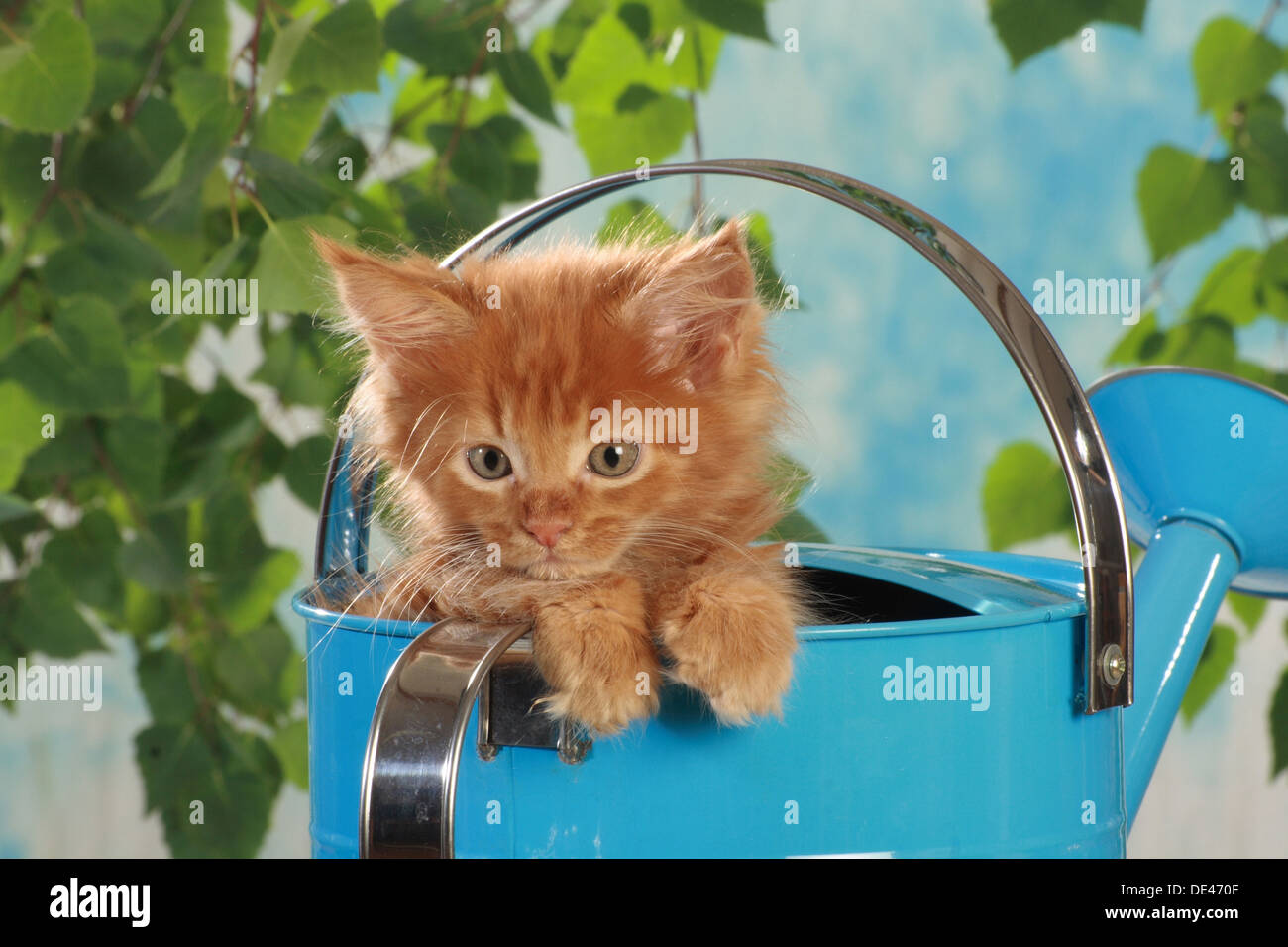 Domestic Cat Red tabby kitten blue watering can Stock Photo - Alamy