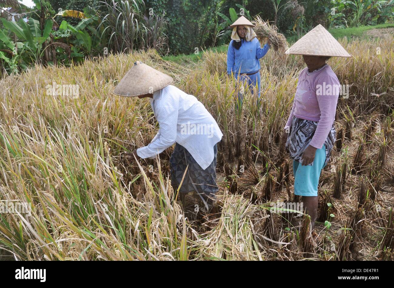 Ubud (Bali, Indonesia) women cleaning rice plants in a paddy Stock