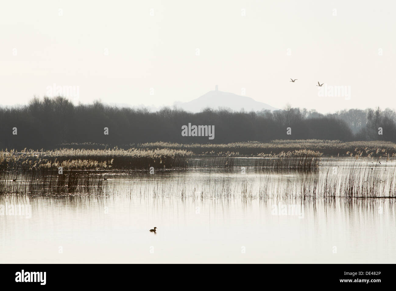 Wetland birds at Shapwick Heath NNR with Glastonbury Tor in the distance. Somerset. England. UK. Stock Photo