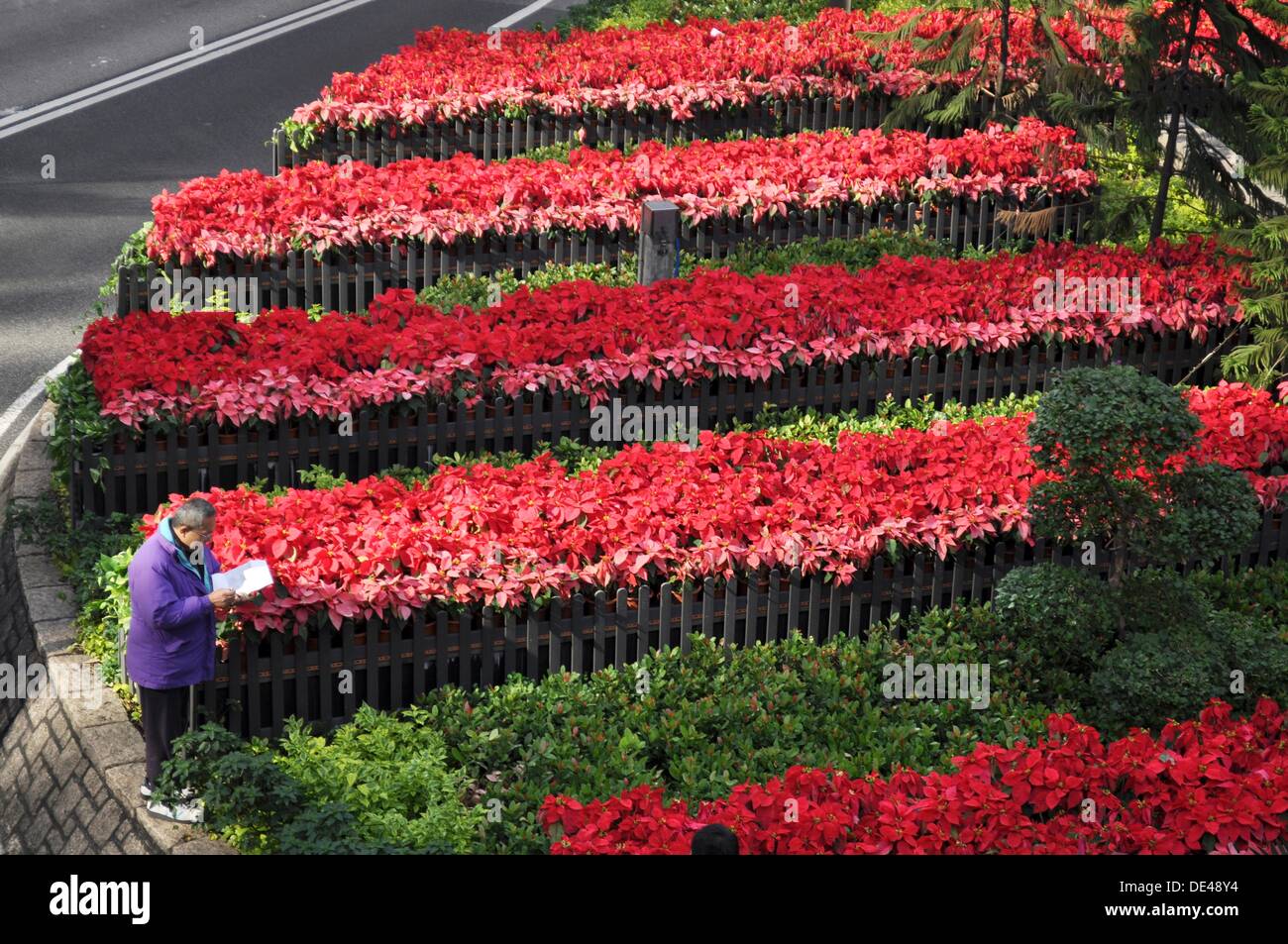 Hong Kong flower bed in Central Stock Photo Alamy