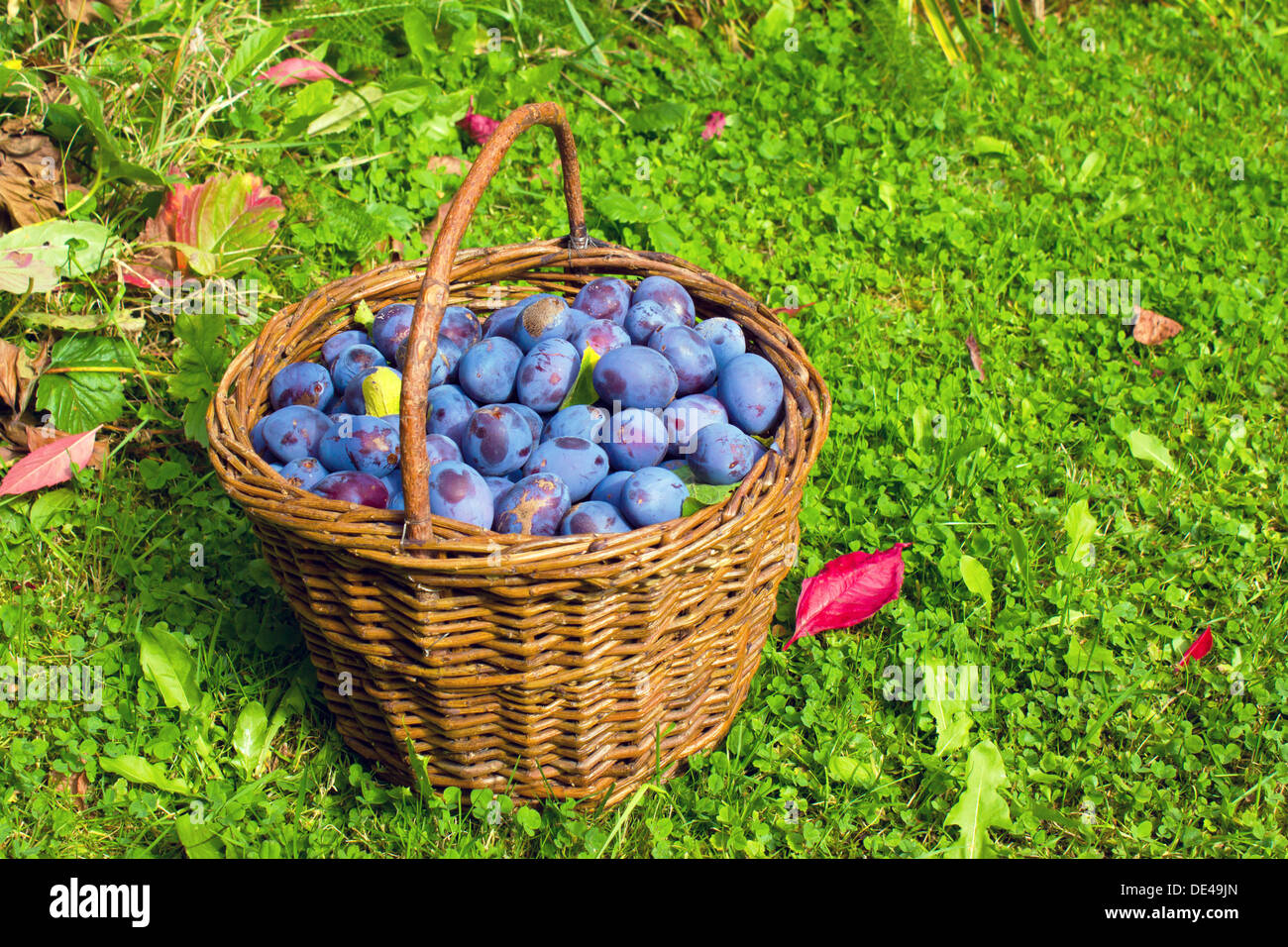 plums in a wicker basket Stock Photo