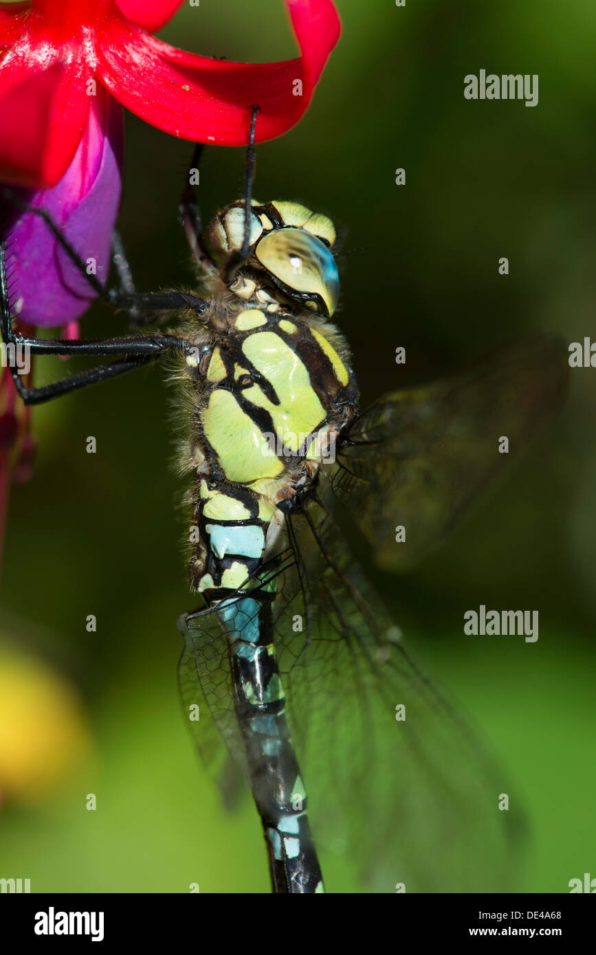 A close up of an Emperor Dragonfly, Anax imperator, on a fuchsia Stock Photo