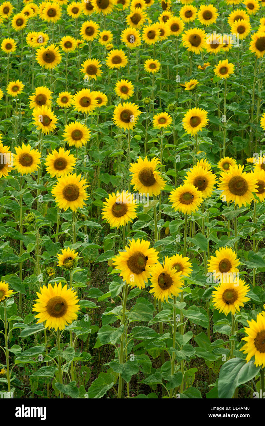 Sunflower drift planted at the Eden Project in Cornwall, UK Stock Photo