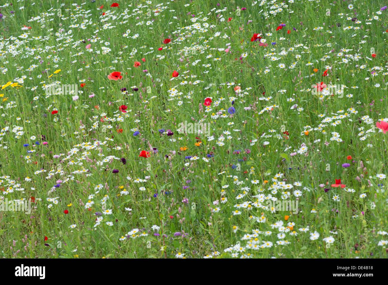 Wild flower meadow planted at the Eden Project in Cornwall, UK Stock Photo