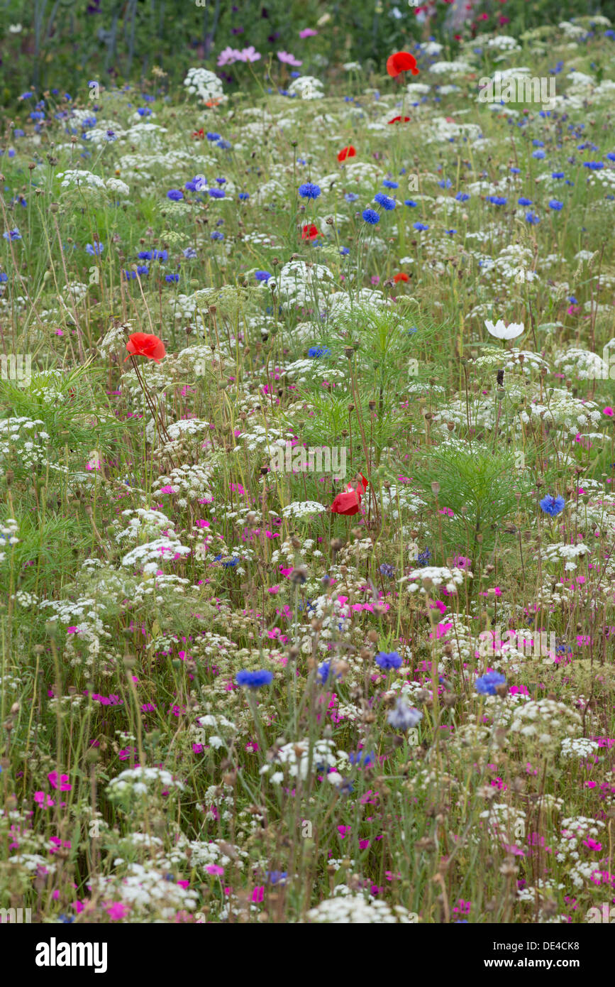 Uk wild insects hi-res stock photography and images - Alamy