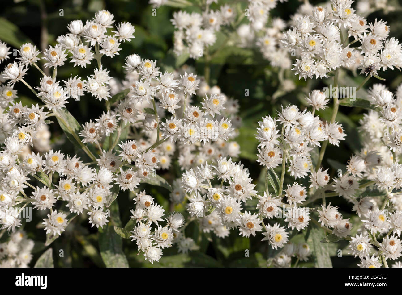 Close-up view of Anapahlis margaritacea flowers, commonly known as the western pearly everlasting. Stock Photo