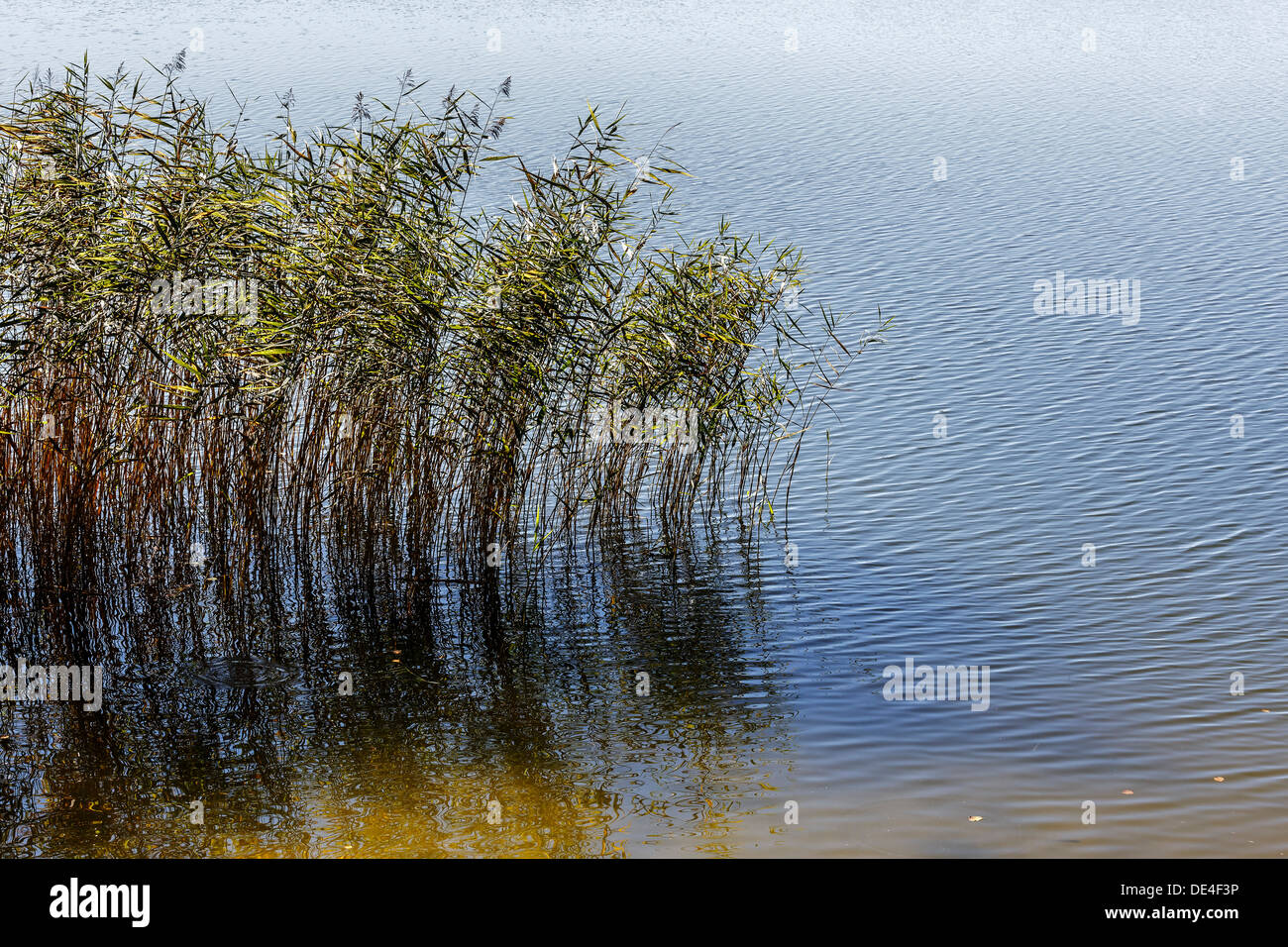 Reed plants at the shore of Czos lake Stock Photo